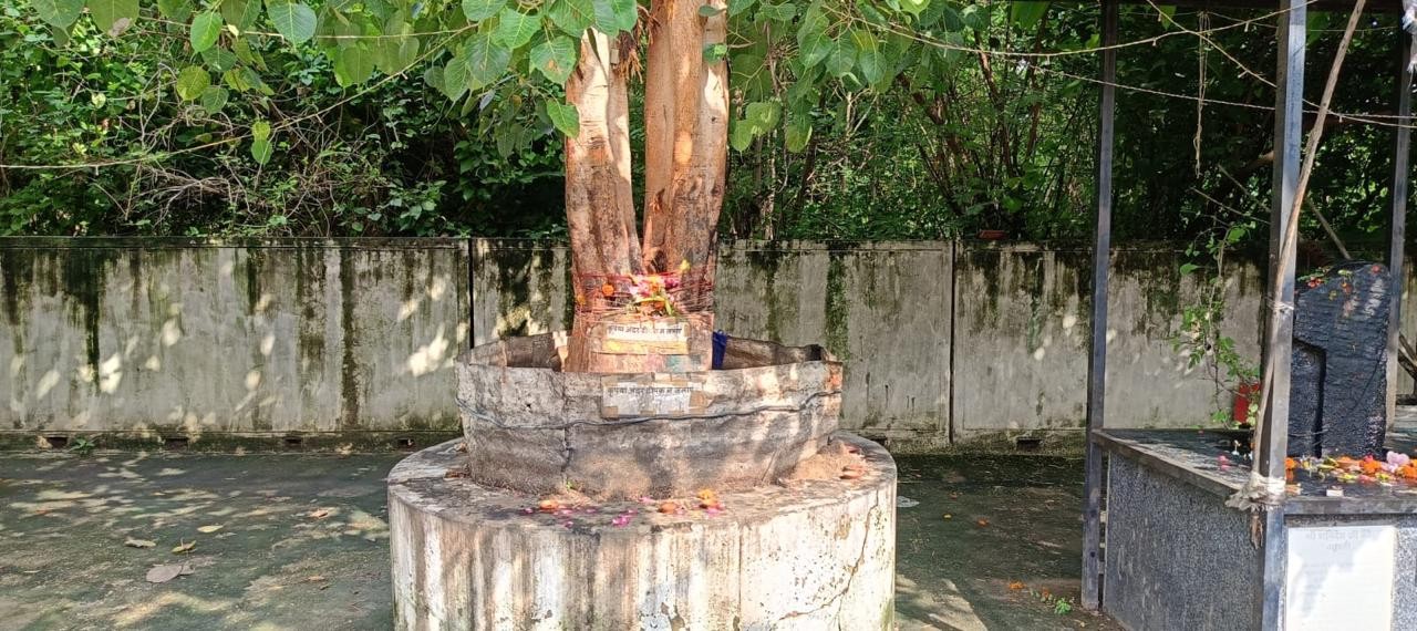 पवित्र वृक्ष एवं पूजन स्थल - विराजमान श्री मृत्युंजय महादेव मंदिर, लखनऊ